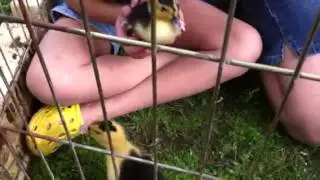 Baby ducks