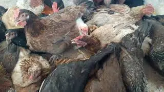 паранда бозори душанбе  калхози расия