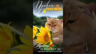 #позитив #юмор#котики