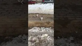 У собак есть дружба !