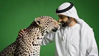 International Day of the Arabian Leopard - Premium Green Screen Free