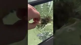 Hand Feeding My Giant Fish!! #pets