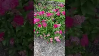 Double Play Doozie Spirea (deciduous shrub - extremely hardy, handles hot sun and part shade)