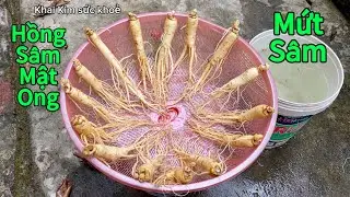 Cách làm hồng sâm mật ong, mứt sâm Hàn Quốc đơn giản tại nhà, tăng cường sức khoẻ