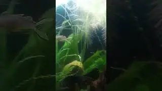Rorys first YouTube video #music #fishing