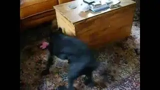 Big Dog chasing little dog