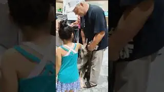 A huge Caucasian Shepherd puppy goes shopping - What a joy for kids!