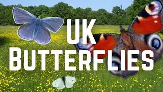 The Most COMMON BUTTERFLIES of the UK