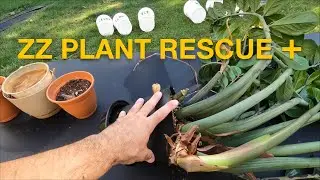 How to Split (Propagate) a Zamioculcas zamiifolia (ZZ) Plant