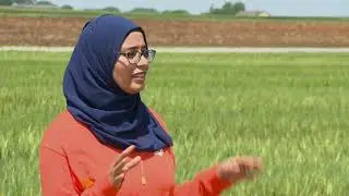 What is the Wheat Disease Situation at Lahoma?