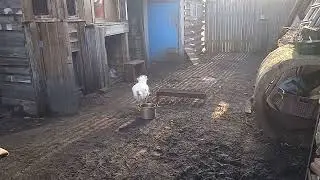Индюшка- наседка гуляет, а кура-наседка вывела всех цыплят.