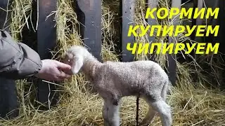ЖИЗНЬ В ДЕРЕВНЕ//Чем городские в деревне занимаются//