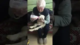Бабушка кормит ягненка 