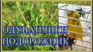 ТРАВА ДЛЯ ПОПУГАЯ. ЗЕЛЕНЬ ДЛЯ ПОПУГАЯ. Одуванчики и подорожник для попугаев. Чем полезны одуванчики?