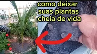 Como adubar as plantas com adubo orgânico