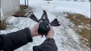 Питомник «Западный» голуби Лозоватского в России. Продажа   +7 (909) 667-53-00