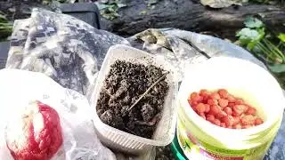 На что клюёт КАРАСЬ ОСЕНЬЮ？Ловля карася осенью на ПОПЛАВОК
