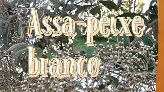 TUDO SOBRE ASSAPEIXE BRANCO