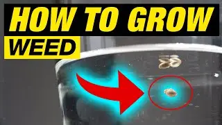 START TO GROW CANNABIS THE RIGHT WAY 100% SUCCESS