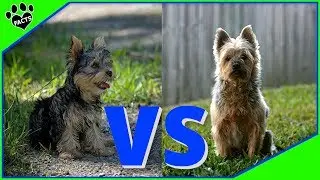 Yorkshire Terrier vs Silky Terrier Which Is Best? Dog vs. Dog