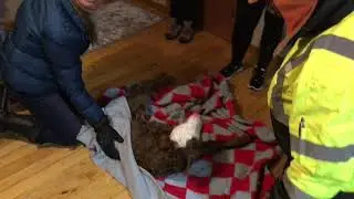 When your calf is born at -10F it gets special treatment