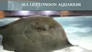Sea Life London Aquarium 2016