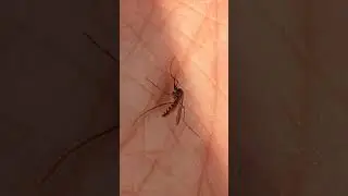 DENGUE VIRUS #shorts