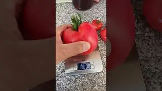 Tomato Pink Honey. Dacha as a hobby.