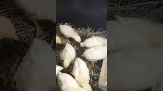 И в сене и в кормушке!