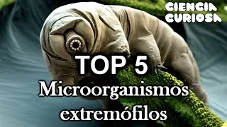 Top 5 - Los Microorganismos más resistentes del mundo