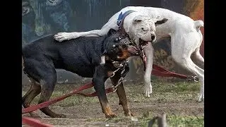 COMBAT DE CHIENS RUSSES