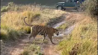 Tigres - Tiger - Hotel Hammir Wildlife Resort. India