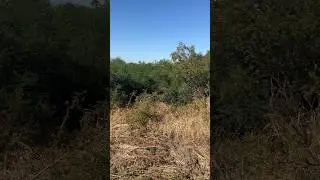 Кто-то затаился в кустах. Давайте посмотрим кто это