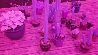 Cacti and Succulent Plants in Near-Infrared (NIR)