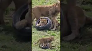Львы поймали колесо. ПАРК ЗЕМЛЯ ПРАЙДА 🌿#животные #zoo #lion