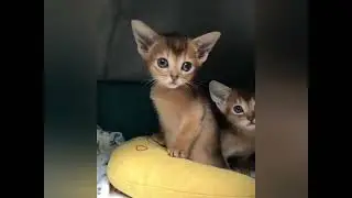 They're really cute cats 😁 funny kitten