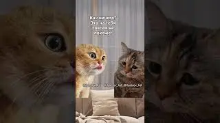 Дорогая, что ты подумала, когда я ночью пришёл пьяный с фингалом под глазом? #тренд #приколы #коты