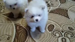 Щенки играют. Шпиц. 2 месяца