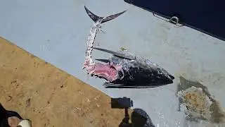 Giant squid eats Yellowfin tuna.