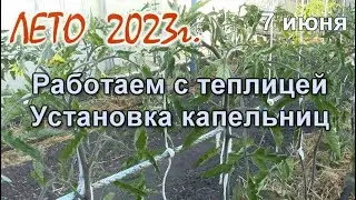 ЛЕТО. Работаем в теплице  Установка капельниц полива.