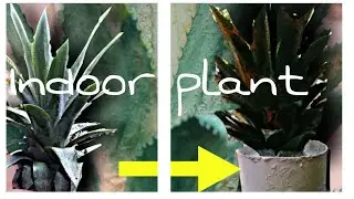 #pineapplecraft #indoor plant Pineapple Craft | Indoor Pineapple Craft