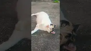 Vulgo Maria Adelaide, a dona do pedaço!