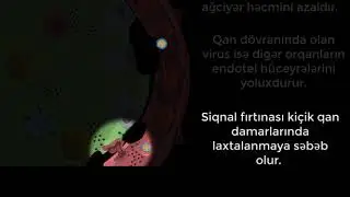 Koronavirus xəstəliyi (COVID-19) niyə xüsusilə yaşlılar üçün təhlükəlidir.How COVID affects the body