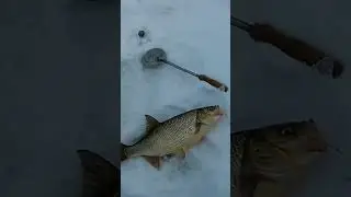 ТРОФЕЙ НА ТЮЛЬКУ!