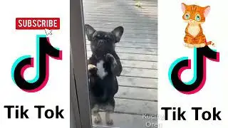 #Kucinglucutiktok #kucingoren KUMPULAN KUCING LUCU BANGET TIKTOK 😘 #20 - Kucing Oren