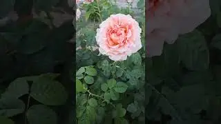 Бледная чайная роза