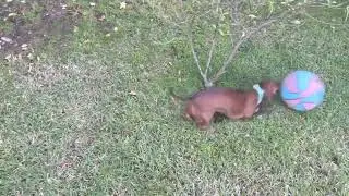 Такса Нини #dog #football