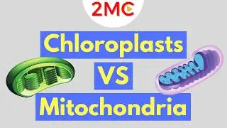 Mitochondria vs Chloroplast | 3 major differences [and 2 similarities]