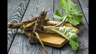 Корня лопуха собрано:0/5🌸