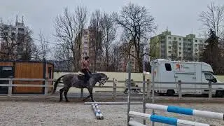 4 yo Zangersheide gelding FOR SALE